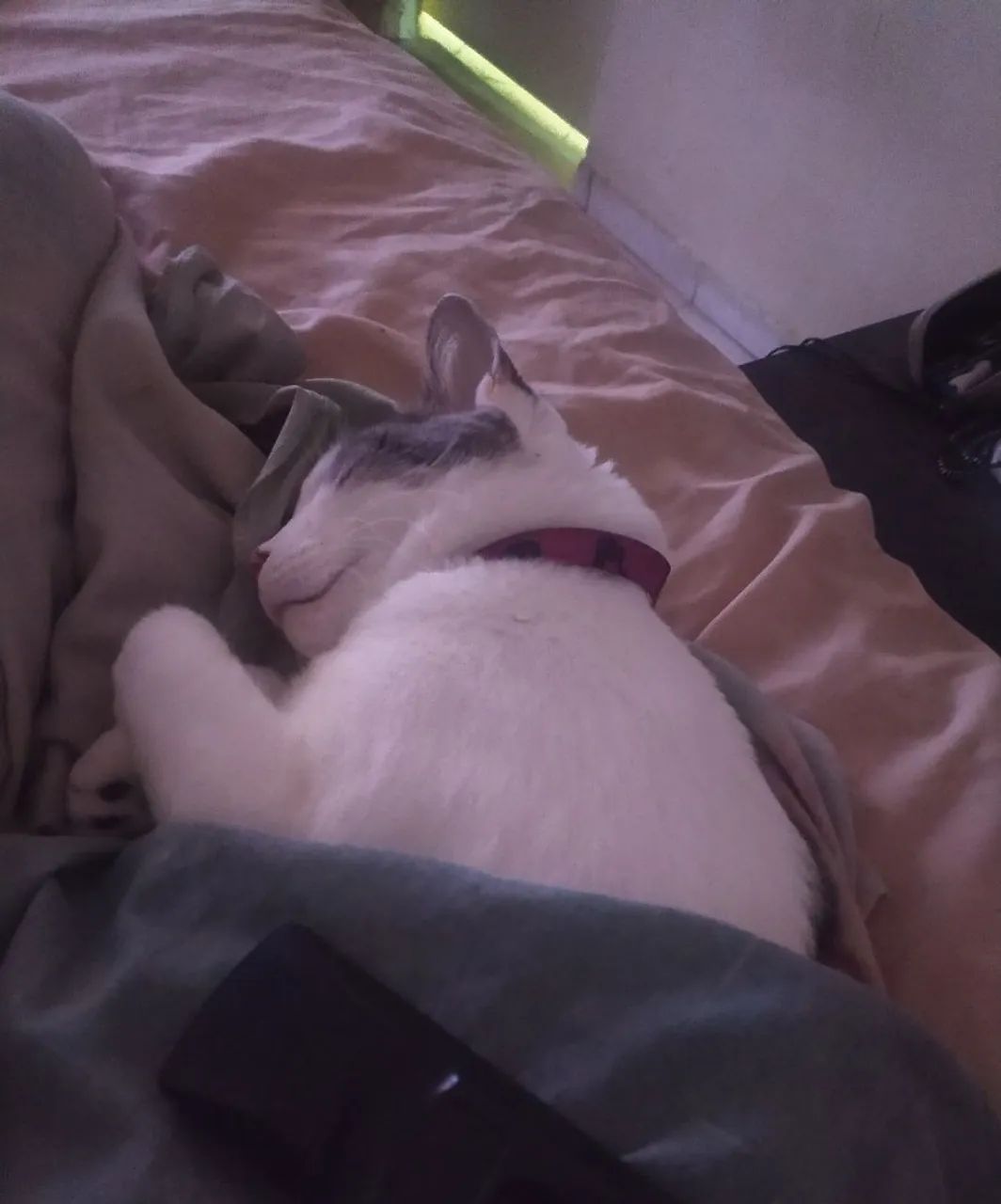 Doação responsável de gata adulta - Foto 4