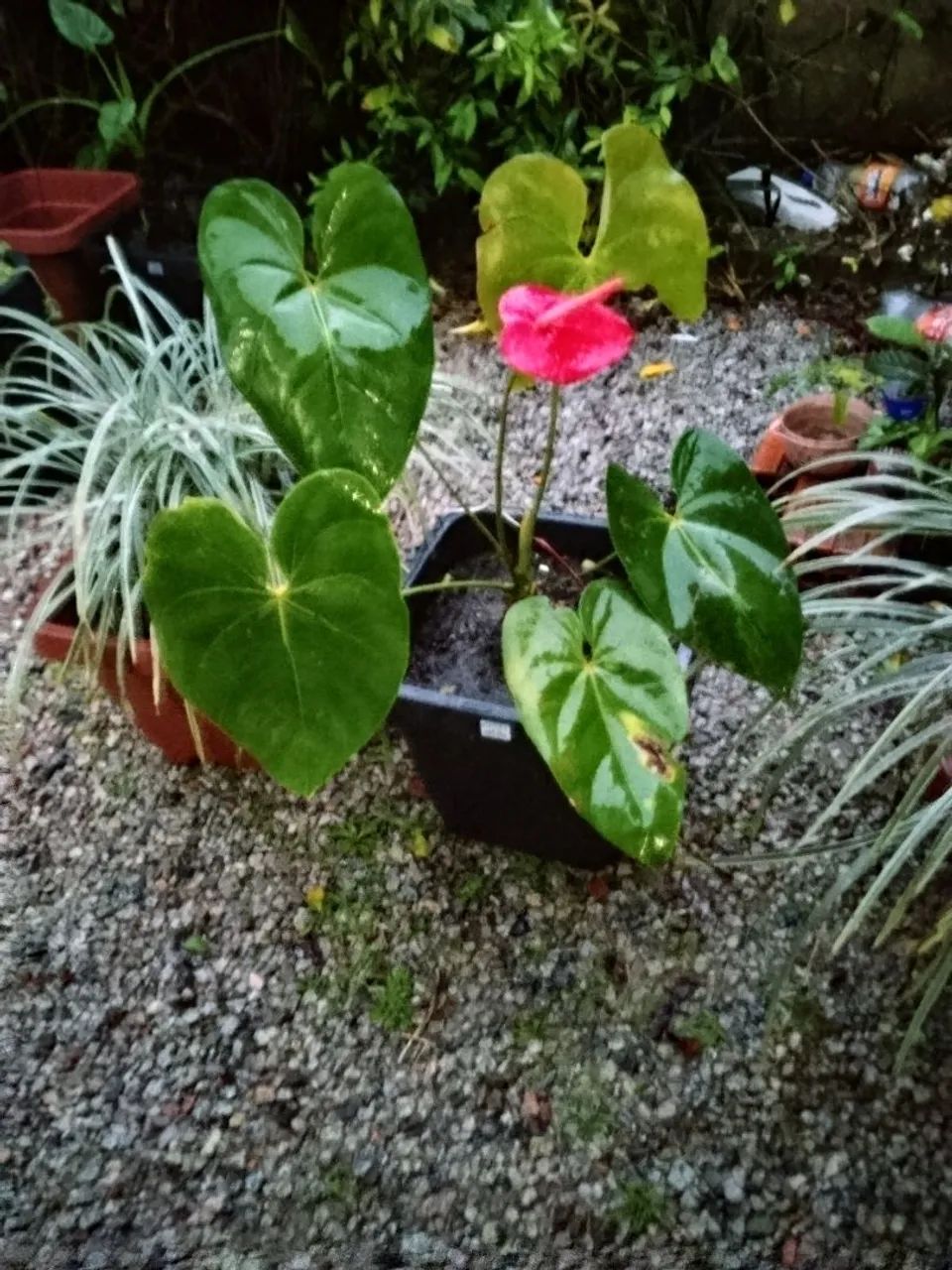 Antúrios  - Foto 2