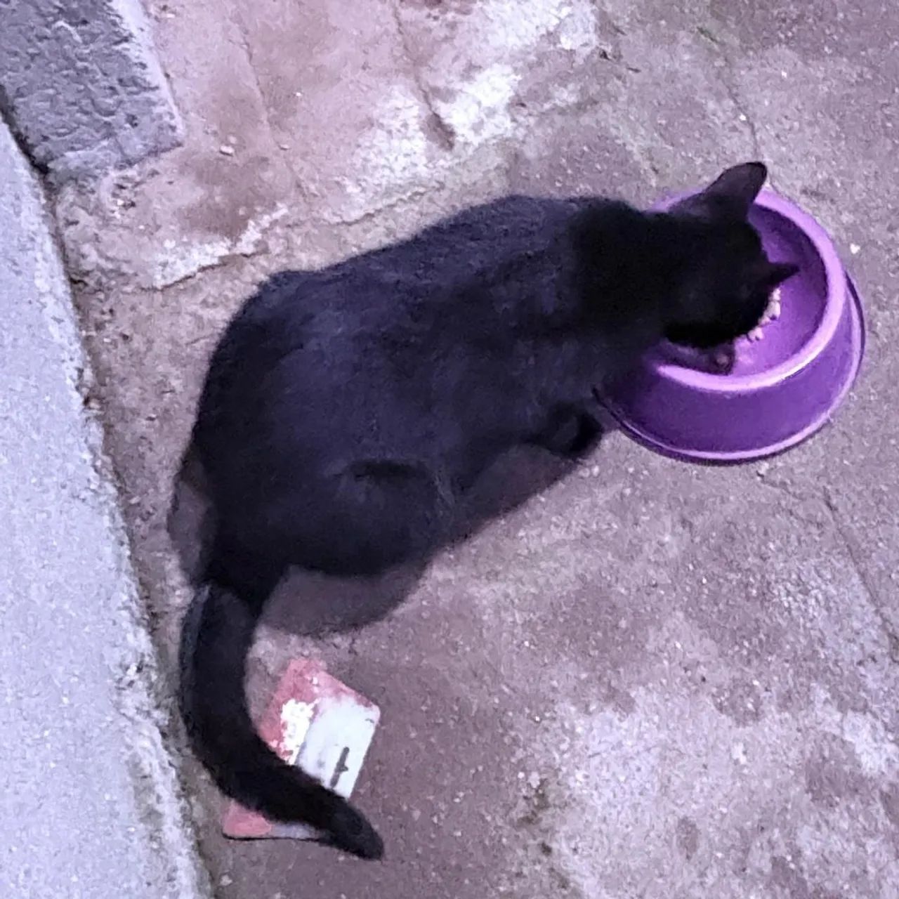 Adoção responsável- gatos - Foto 4
