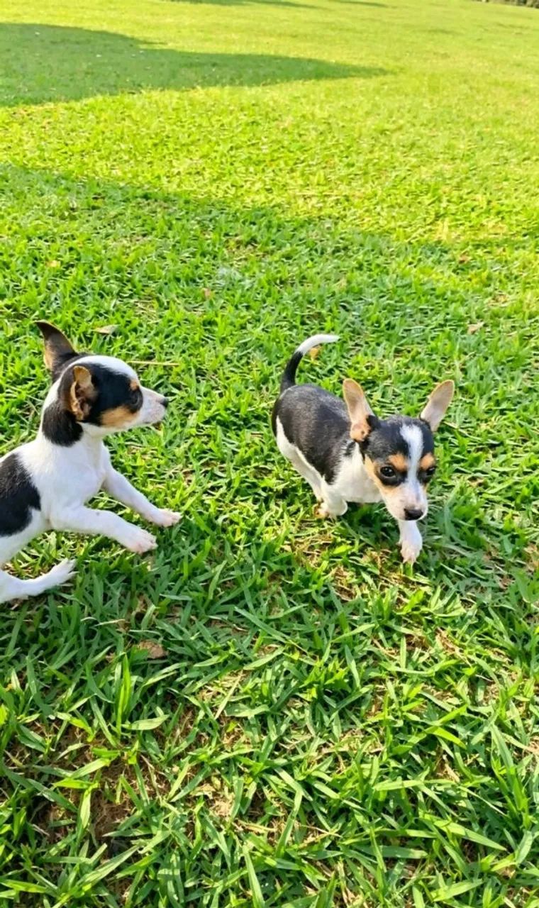 Pinscher  - Foto 3