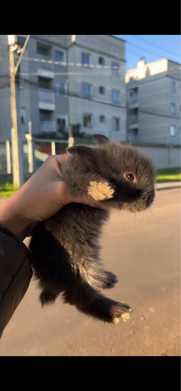 Coelhos mini lion - Foto 4