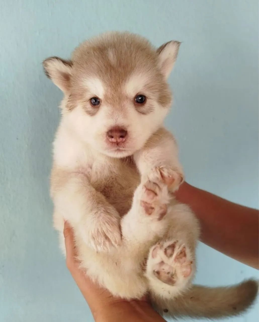 Husky fêmeas  - Foto 2