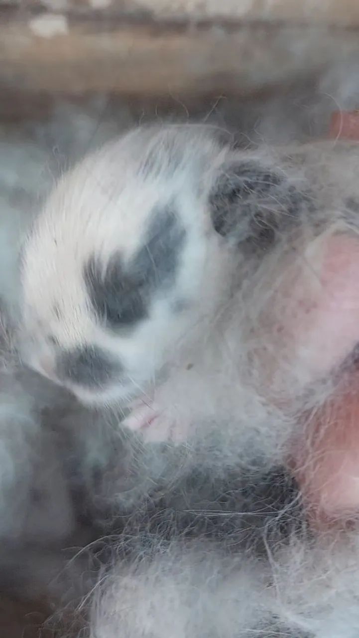 Mini Coelho Branco e Cinza muito dóceis e carinhosos  - Foto 5