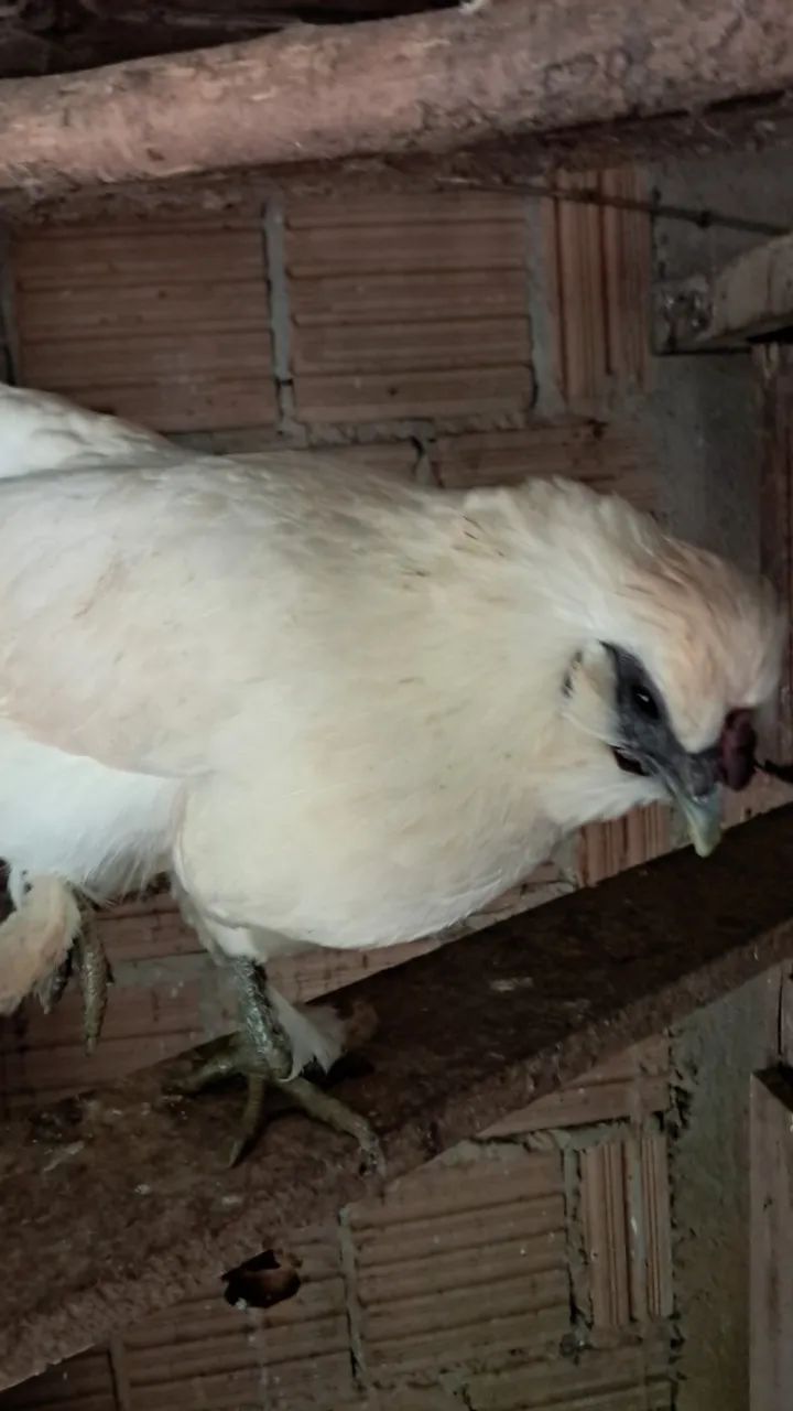 Galos e galinhas Garnizes  - Foto 5