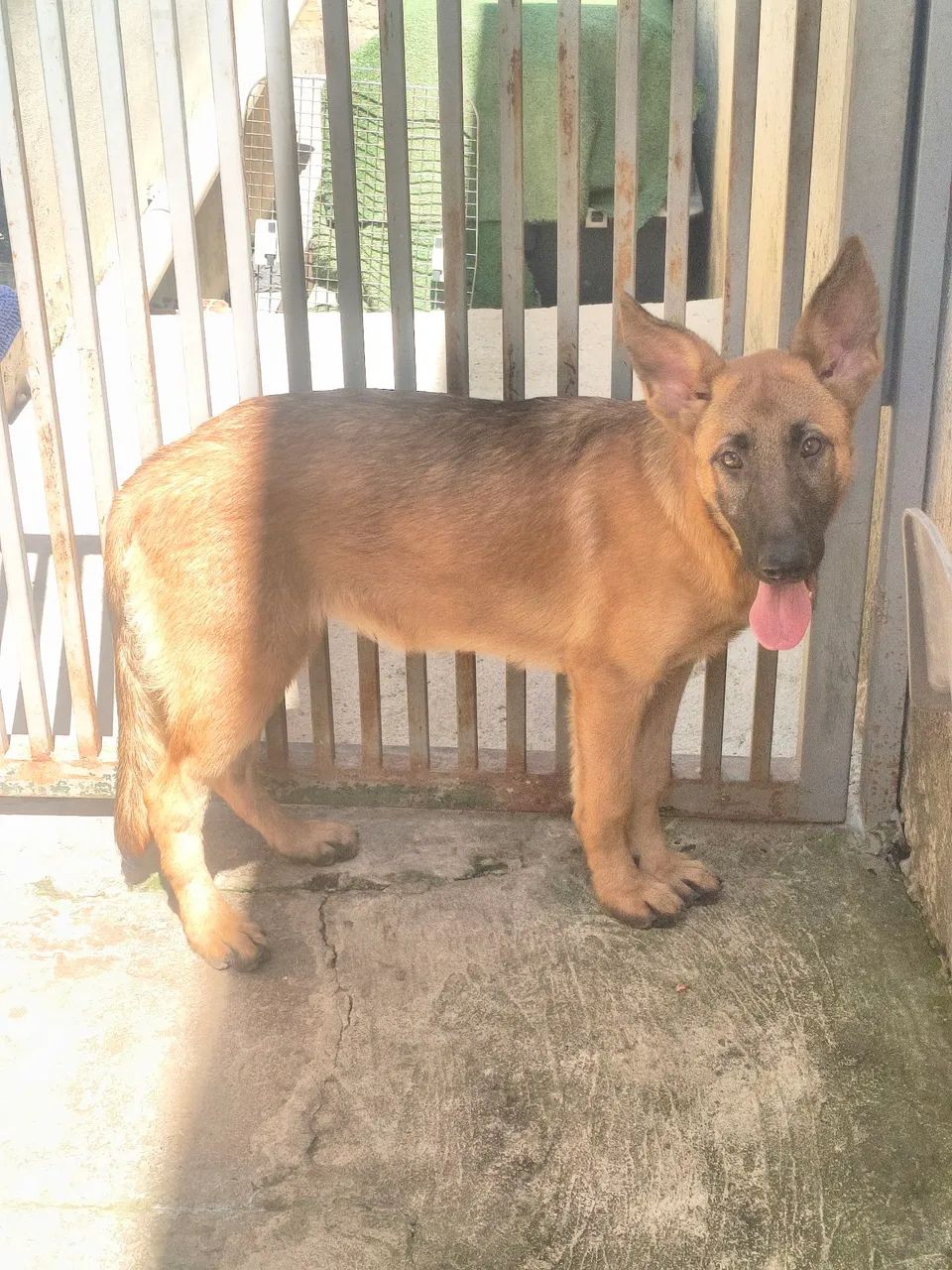 Filhotes de Pastor Malinoa, cães para guarda e proteção  - Foto 2