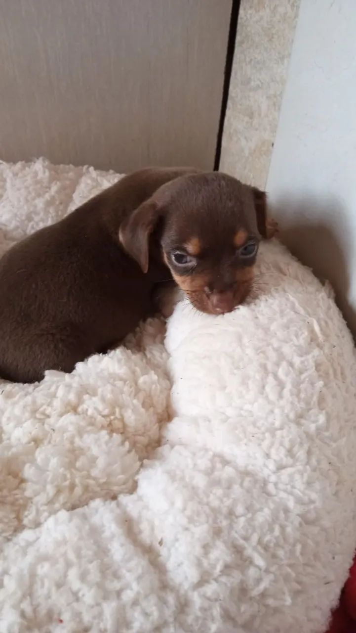 Pinscher machinho chocolate  - Foto 3