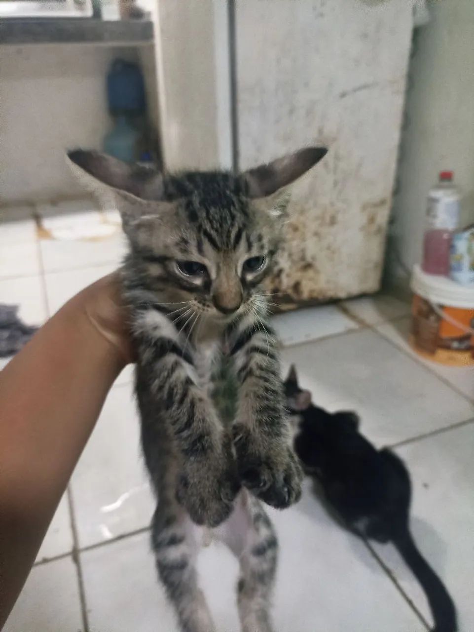 Doar gatos  - Foto 3