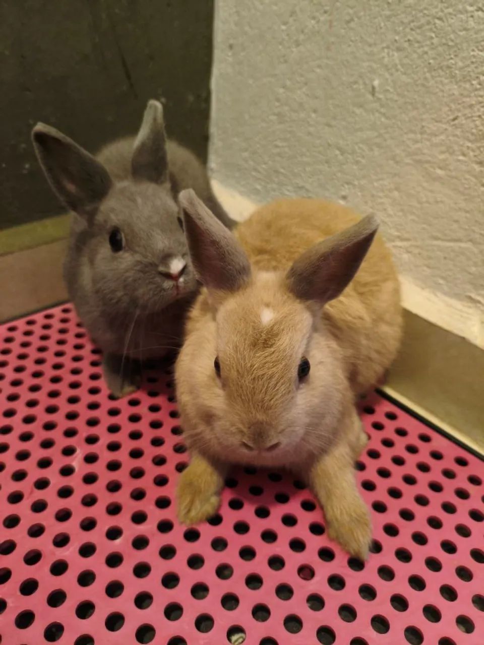 Mini coelho de Netherland 64962189181954122