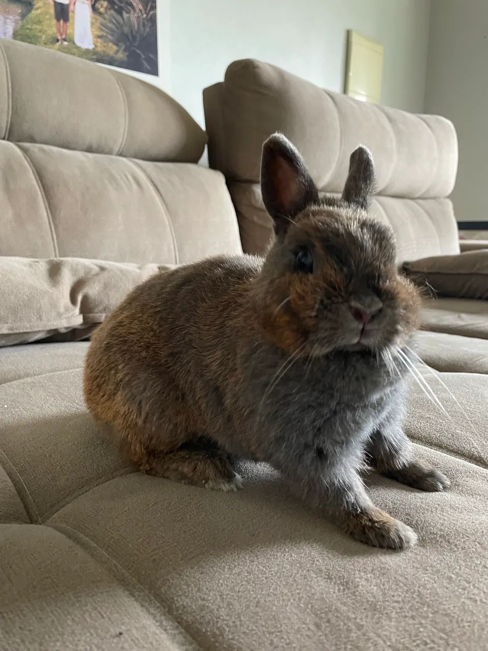Coelho Netherland Dwarf