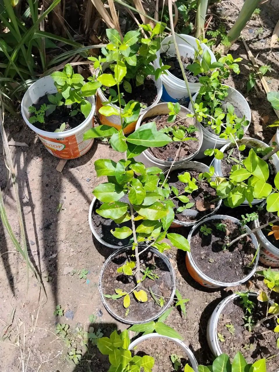 Mudas frutíferas  - Foto 3