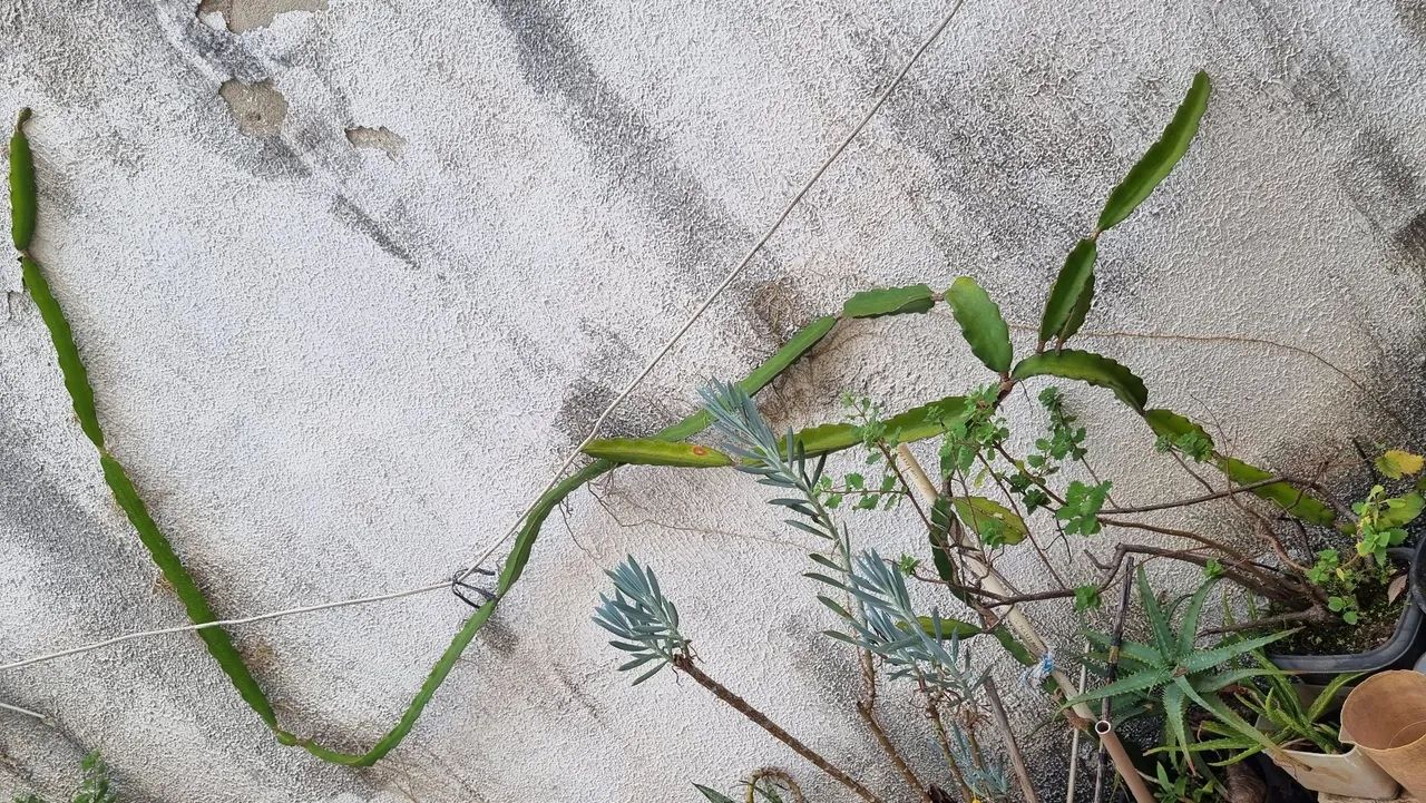 Pé de Pitaya - Foto 2