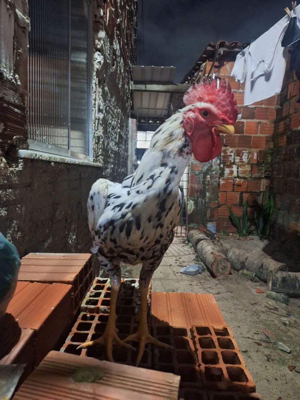 Vendo frango 