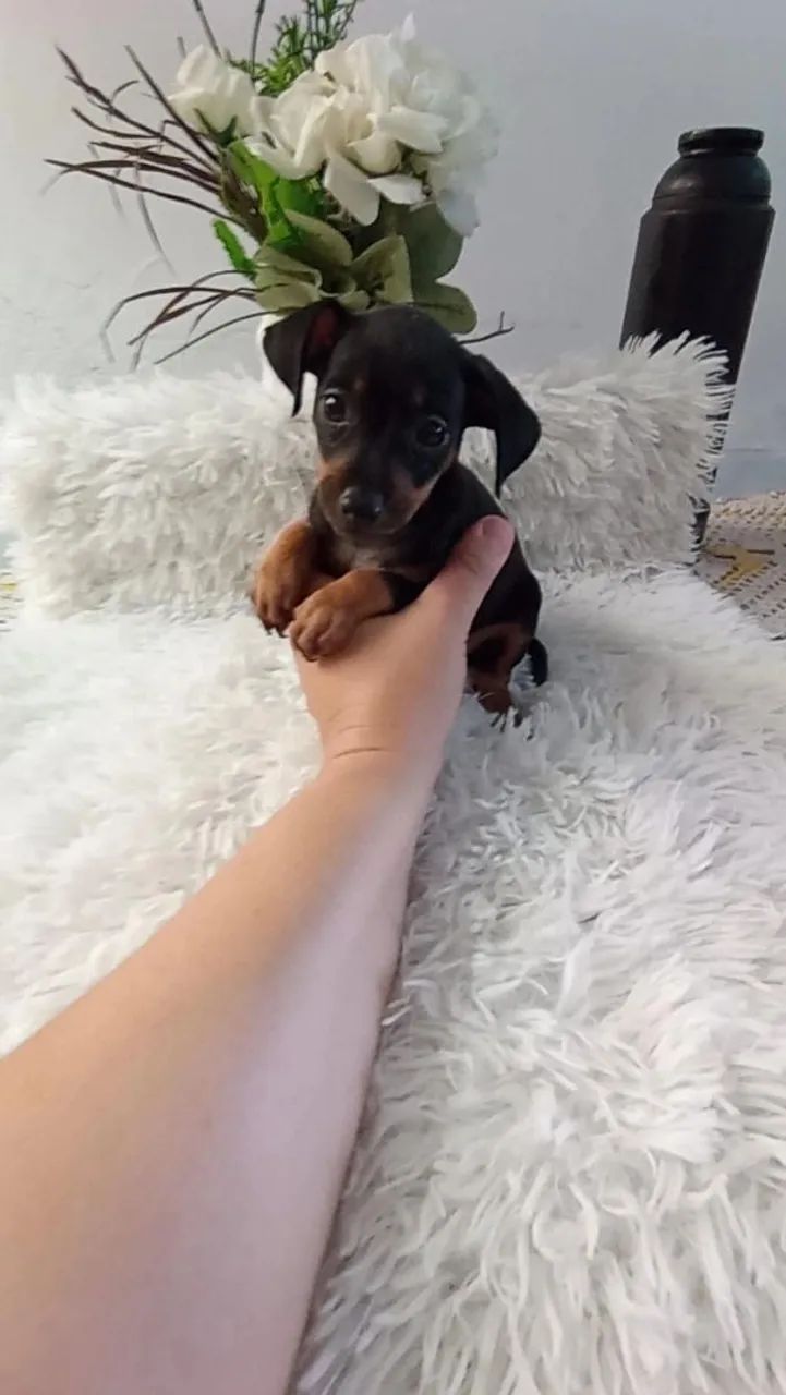 Pinscher  macho - Foto 5