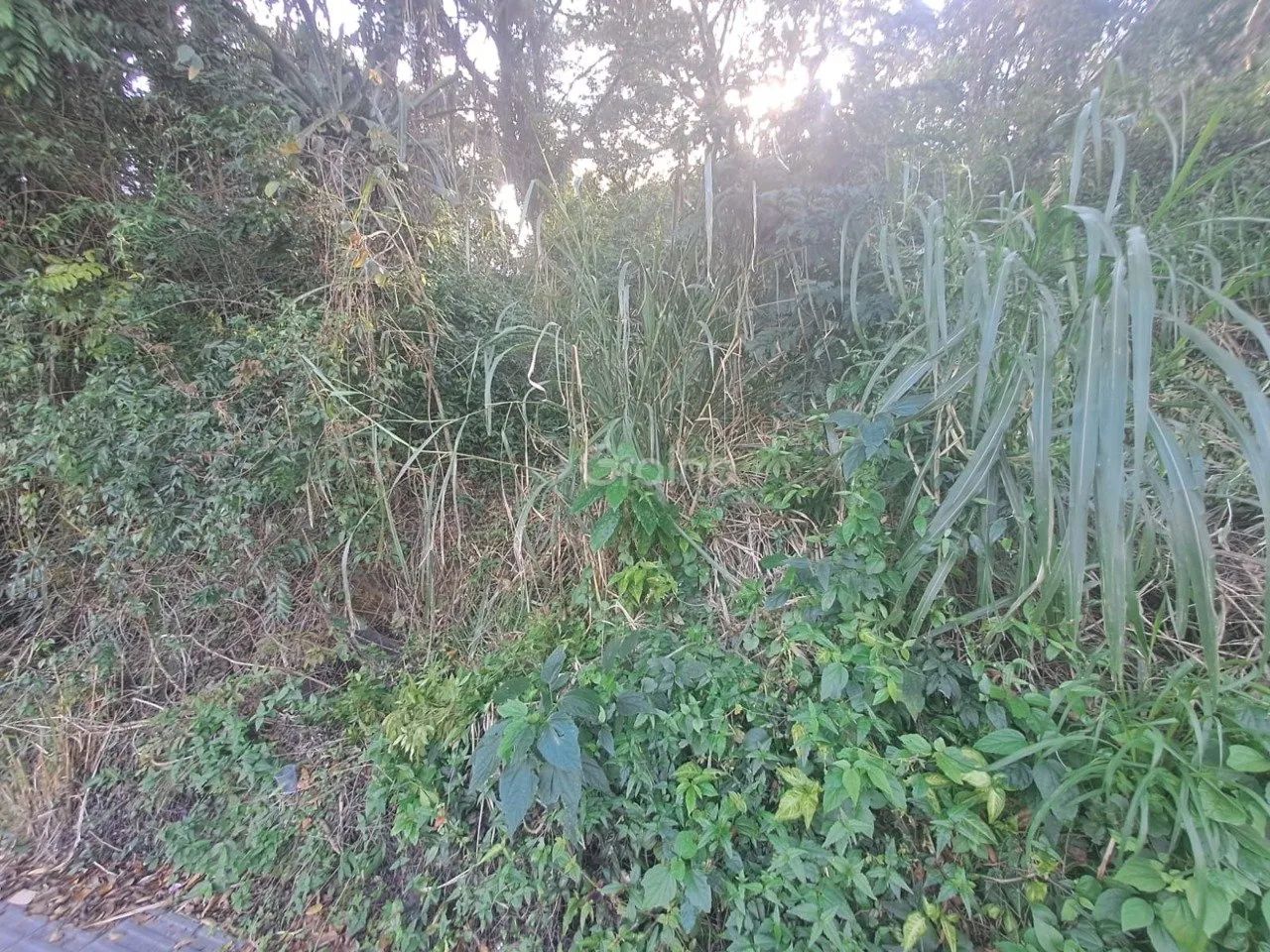 Terreno no Canto da Lagoa - Foto 3