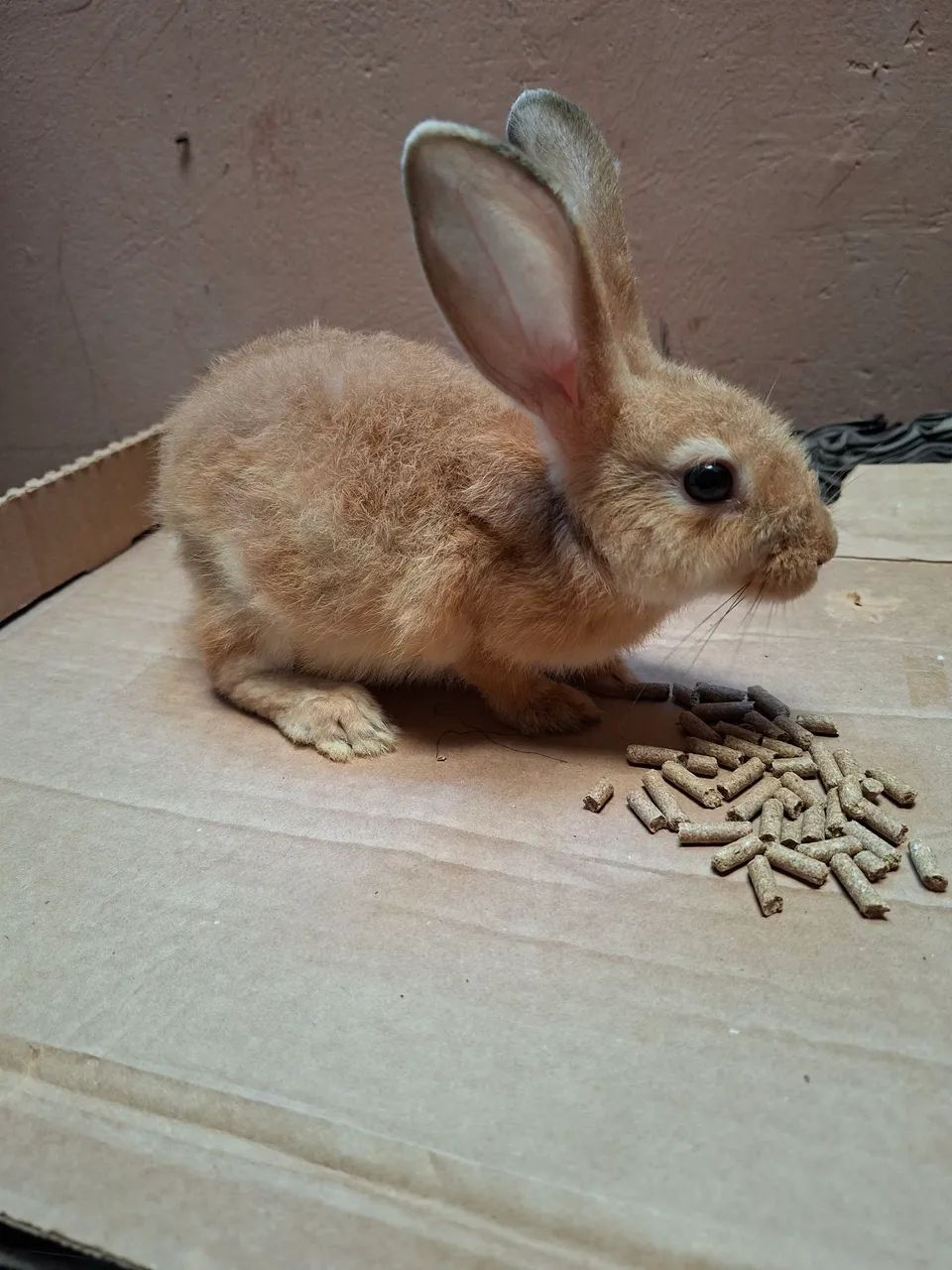 Coelhos  - Foto 3