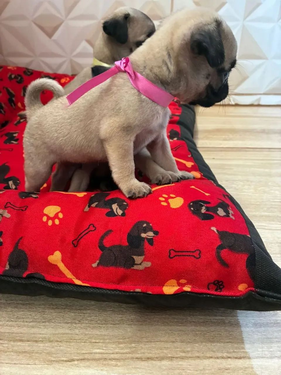 Pug filhote  - Foto 3