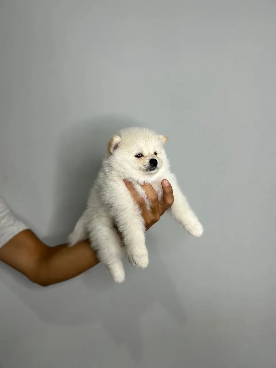 SPITZ 