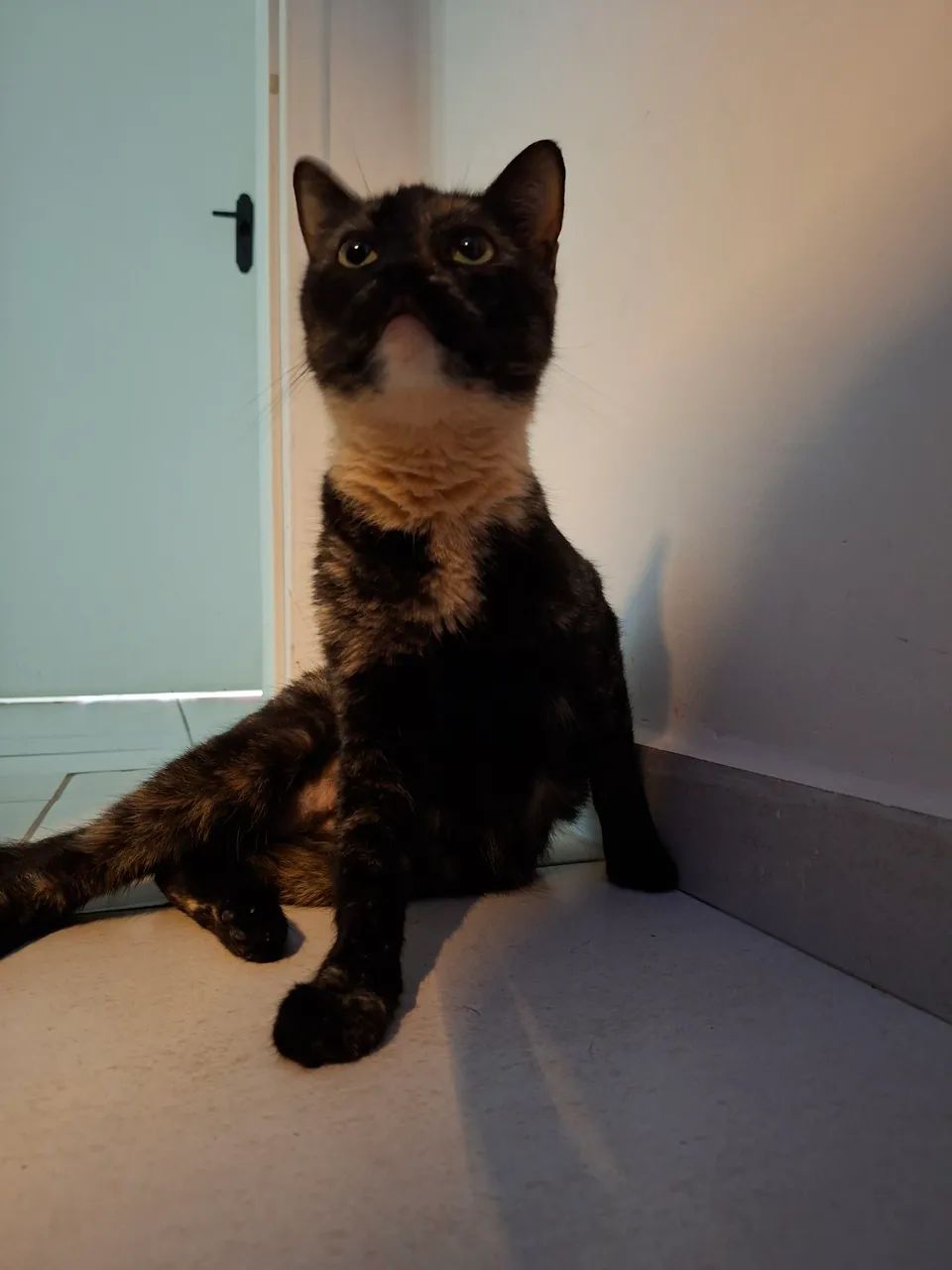 Gata para adoção - castrada