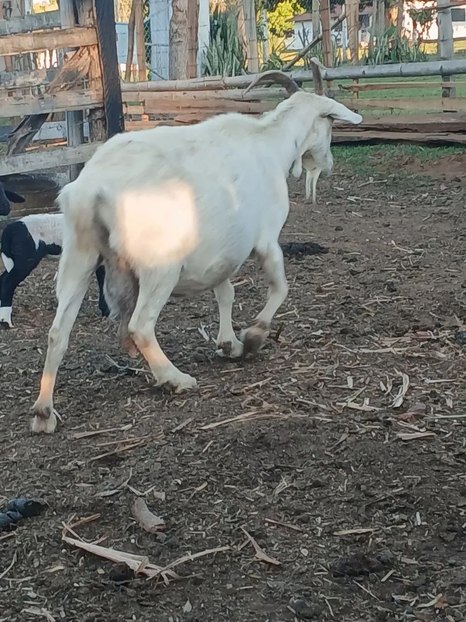 Vendo 2 cabras e um bode Reprodutor preço a combinar  - Foto 4