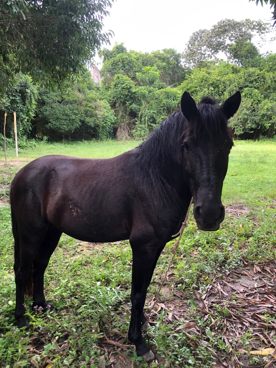Cavalo  - Foto 2