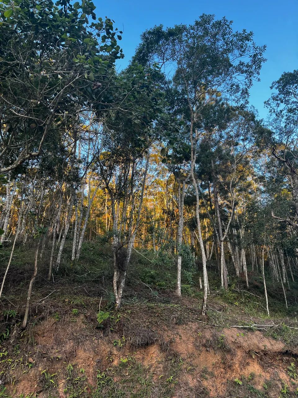Terreno São Lourenço da Serra - Foto 5
