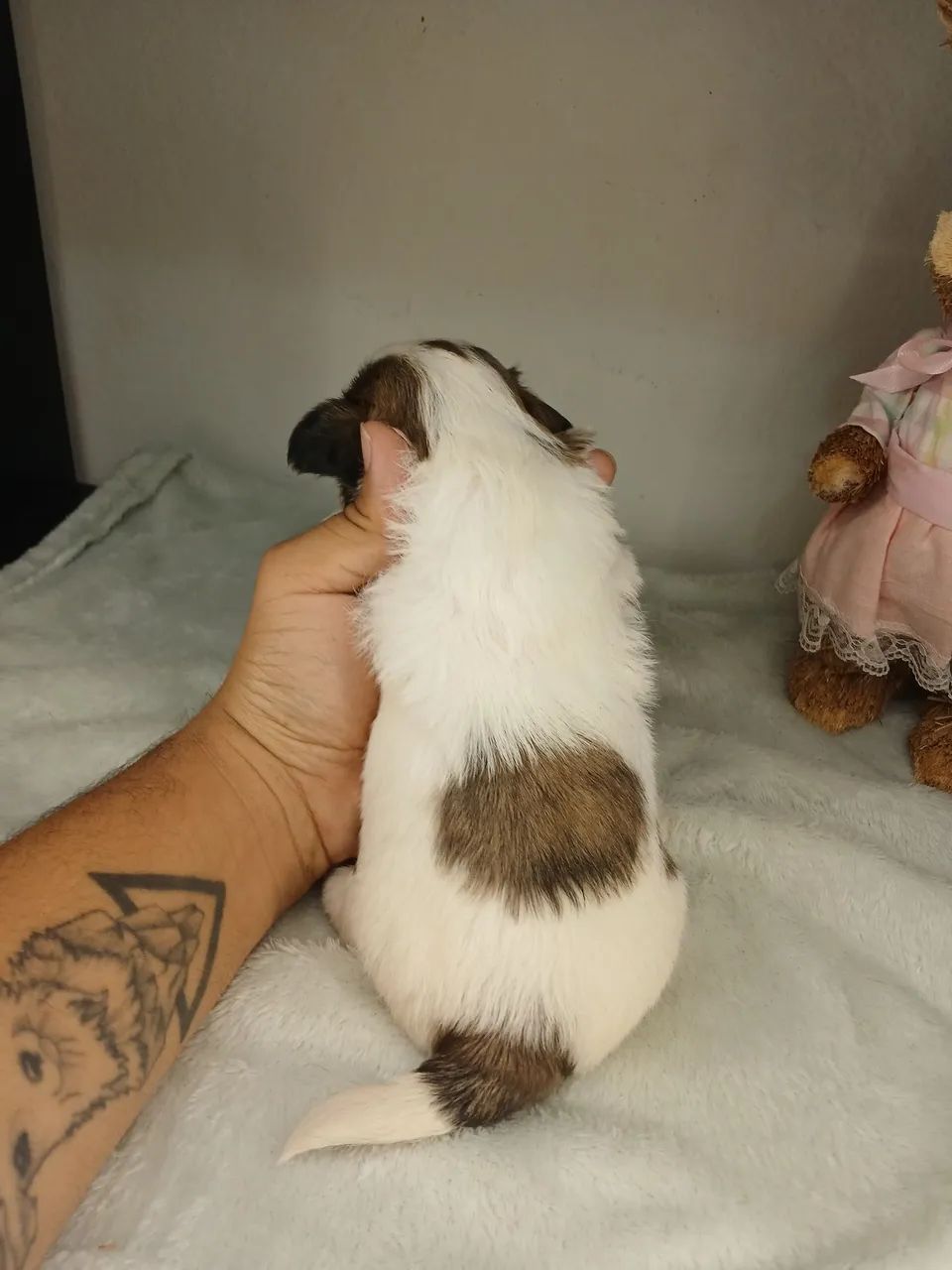 Vendo filhote de shihtzu fêmea disponível para reserva  - Foto 4