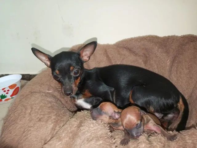 Pinscher Filhote Fêmea 
