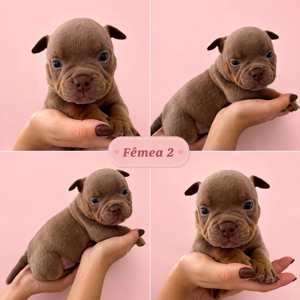Filhotes american bully micro  - Foto 2