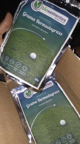 1 Kg de sementes de grama importada bermudagrass cynodon doctylon (biosementes)