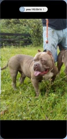 Cobertura de American Bully - Foto 5