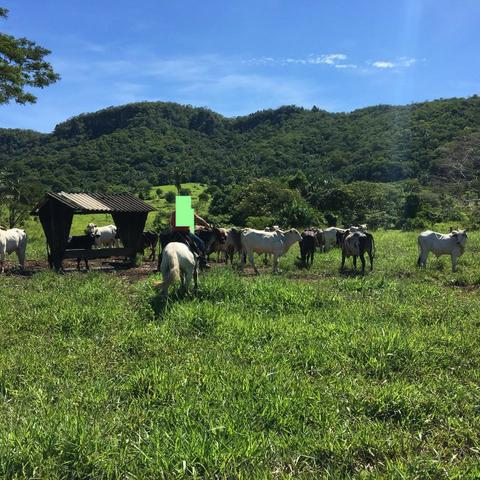 Fazenda em Cuiabá MT Ha 4 km da BR 364 Antes da Serra S. Vicente - Foto 15