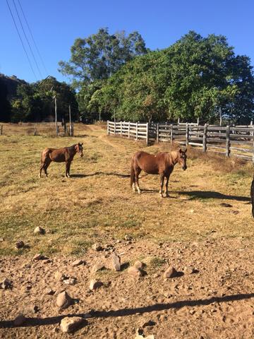 Vendo propriedade 703 hectares - Foto 12