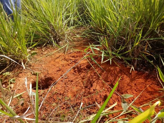 Fazenda com 784 hectares em Rosário Oeste MT - Foto 6