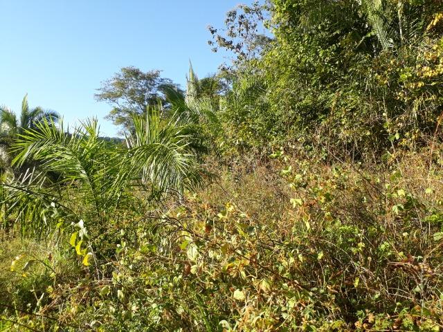 Fazenda com 866 Hectares em Santo Antonio apos a Agrovila das Palmeiras - Foto 17