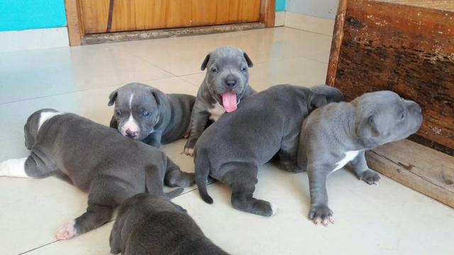 Filhotes de American Staffordshire Terrier - PRONTA ENTREGA