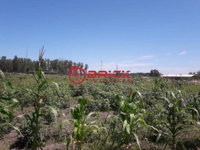 Terreno com 10 mil m² em várzea alegre- guapimirim. - Foto 11