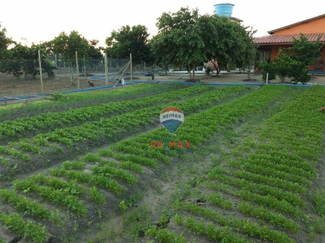 Re/max chave de ouro vende rancho produtivo com casa com 3 dormitórios à venda, 270 m² por - Foto 16