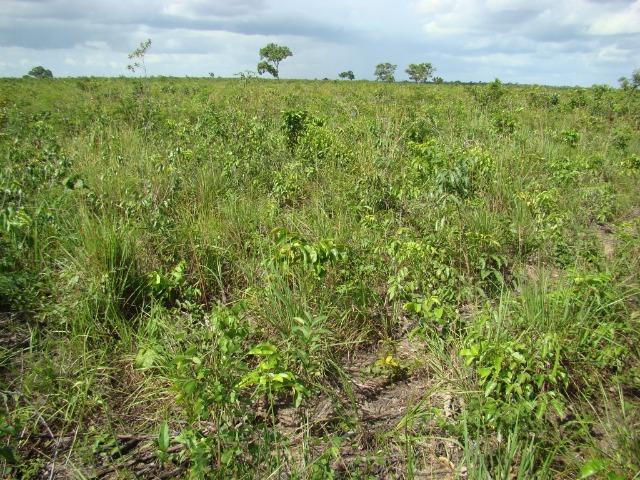 Fazenda com 1.006 hectares, com sede, aberta, para soja e milho - Foto 15