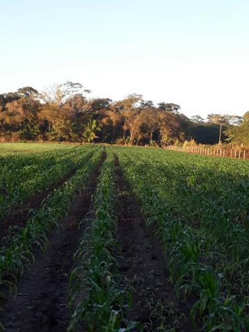 Sitio a venda em santo antonio do leverger - Foto 13