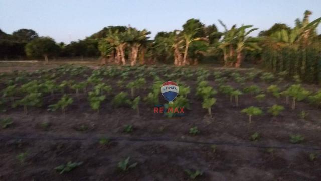 Re/max chave de ouro vende rancho produtivo com casa com 3 dormitórios à venda, 270 m² por - Foto 4