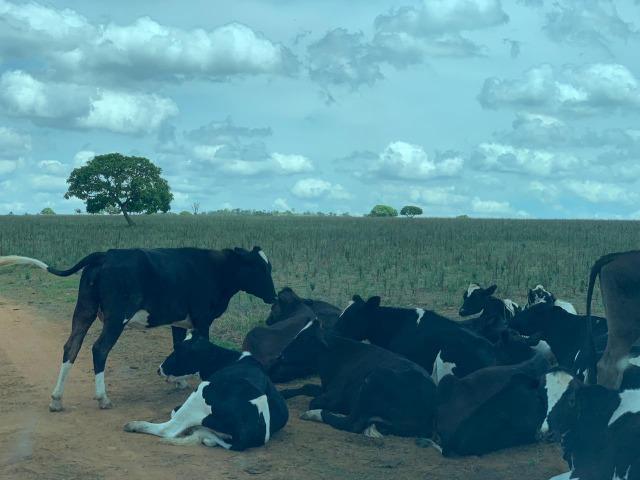 Fazenda Extra em Hidrolândia-GO. 40 km Goiânia - Foto 9