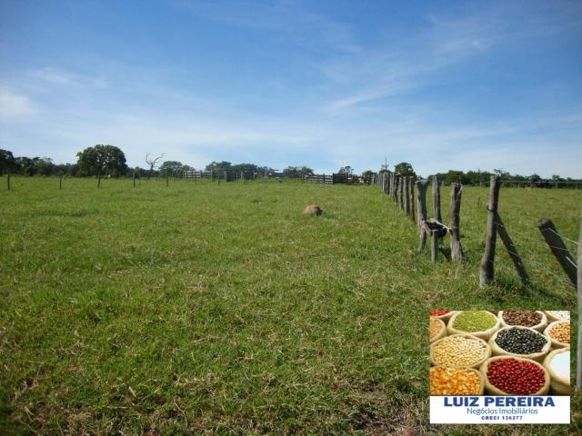 FAZENDA A VENDA de 100 HECTARES EM TERENOS - MS - (Pecuária) - Foto 15