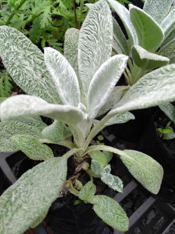 MUDAS DE PANCS PEIXINHO DA HORTA