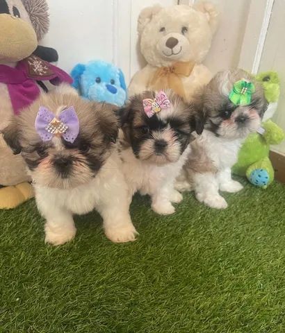 Filhotes de Shih tzu Lhasa - Cachorros e acessórios - Muribeca