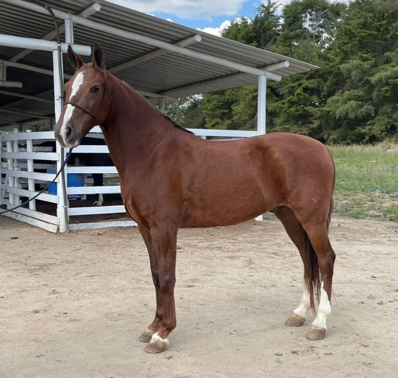 Cavalo Marcha Picada - Cavalos e acessórios - Barroso 1320248375 | OLX