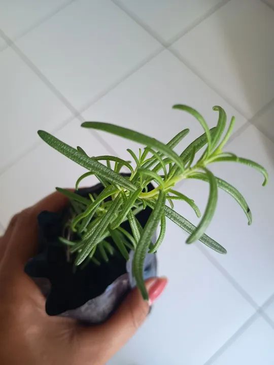 Alegrim 64310337675905120