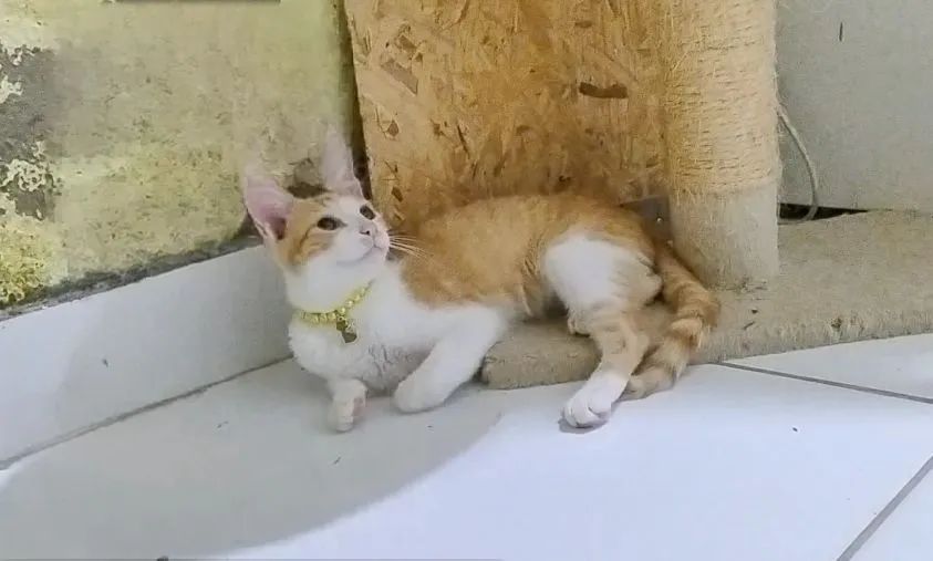 Paulina e Paola gatinhas irmãs Adoção responsável  - Foto 2