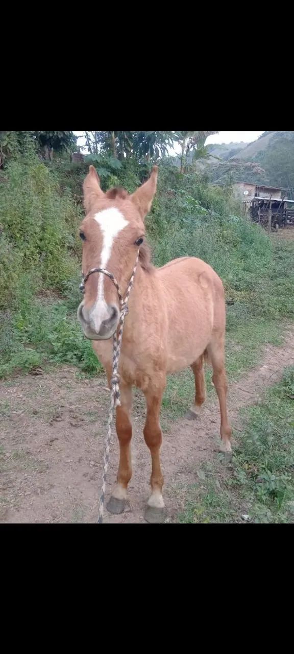 Potro1 ano 1 mês 