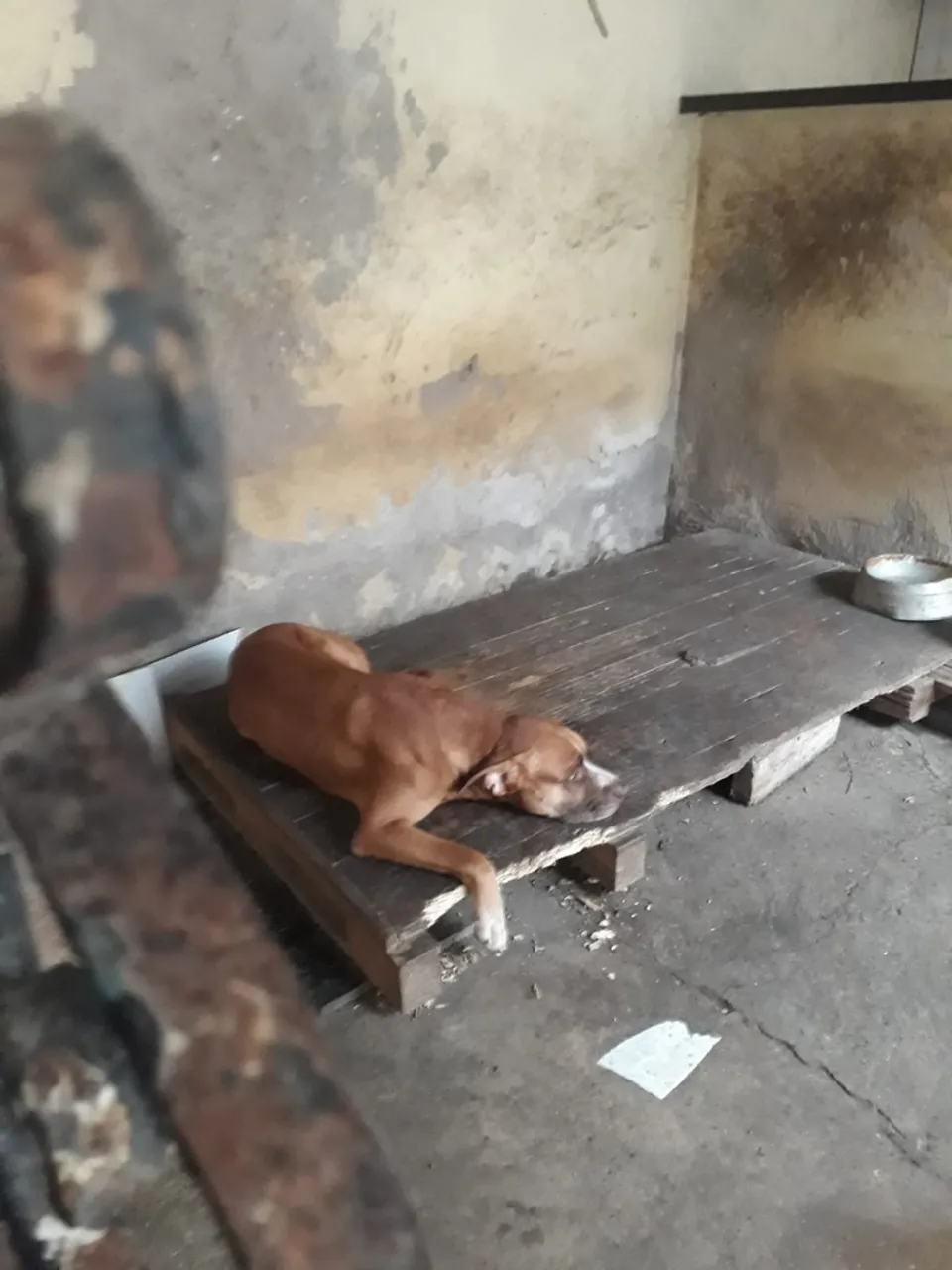 Cachorro para Adoção