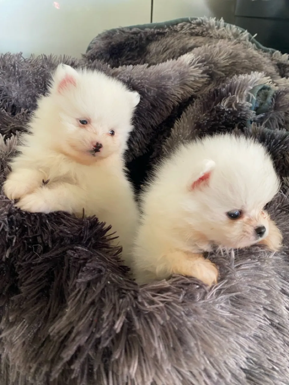 Filhotes de Spitz Alemão disponíveis para adoção!